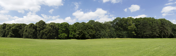 View of a Very high definition Treeline with a colorful blue sky