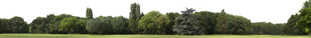 Very high definition Treeline isolated on a white background