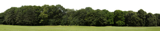 istock Very high definition Treeline isolated on a white background 1314979863