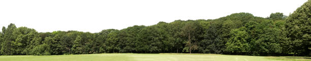 istock Very high definition Treeline isolated on a white background 1314979880