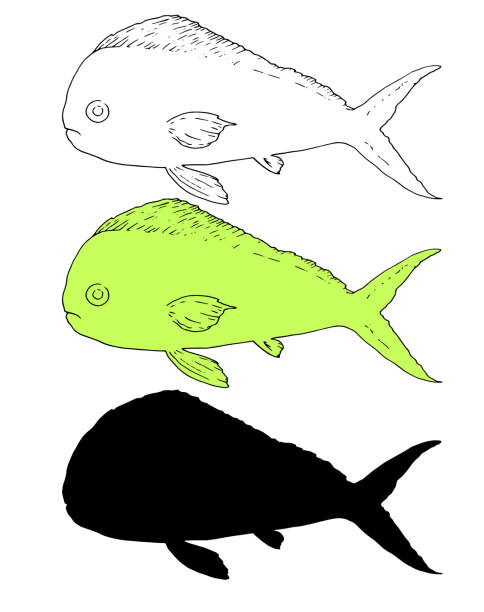 ilustraciones, imágenes clip art, dibujos animados e iconos de stock de conjunto vectorial de elementos aislados de peces marinos coryphaena. coriphaena de pescado oceánico dibujado a mano en estilo sketch, contorno negro y silueta e imagen de color verde claro para plantilla de diseño de menú, señalización, logotipos, et - coryphaena