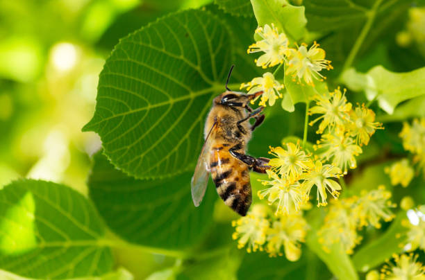 蜂蜂蜂ティリアリンデンの木の花の背景は孤立した青空の背景をスピーピング - リンデン ストックフォトと画像