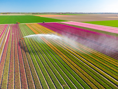 Tulips growing in agricutlural field during springtime seen from above with an agricultural irrigation sprinkler