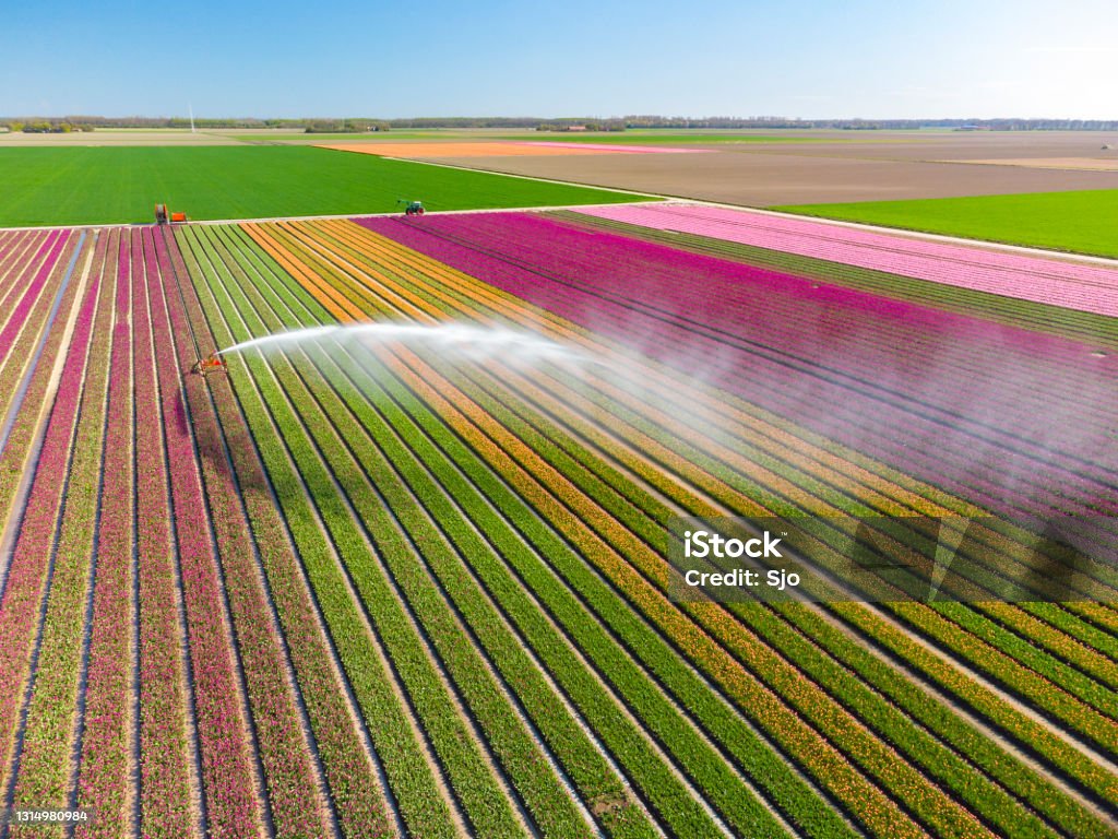 Tulips growing in agricutlural field during springtime seen from above with an agricultural irrigation sprinkler Tulips growing in an agricultural field in rows with an agricultural irrigation sprinkler gun spraying water over the flowers in Flevoland, The Netherlands, during springtime seen from above during a beautiful spring afternoon. Flowers are one of the main export products in the Netherlands and especially tulips and tulip bulbs. Irrigation Equipment Stock Photo