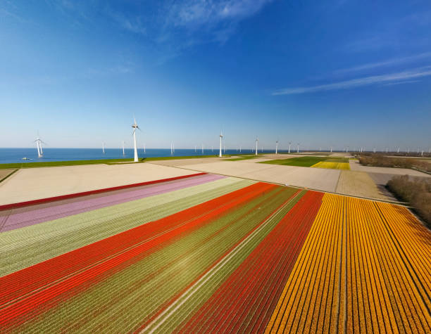istock Tulips growing in agricutlural fields with wind turbines in the background during springtime seen from above 1314981263