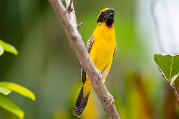 istock Asian Golden Weaver 1314982428