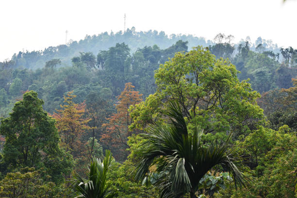 istock Brown and green trees in the himalayan forest . 1314982467