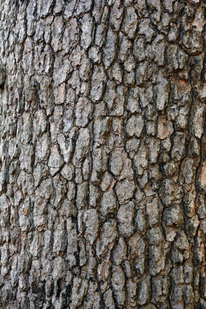 istock the rought grey skin of old big tree 1314982621