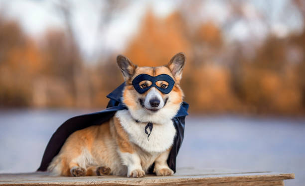 portret psa corgi w kostiumie karnawałowym superbohatera w czarnej masce i płaszczu przeciwdeszczowym - costume expressing positivity cheerful close up zdjęcia i obrazy z banku zdjęć