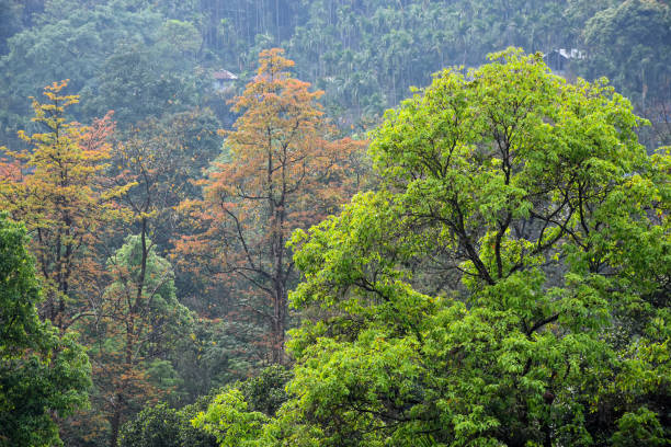 istock Brown and green trees in the himalayan forest . 1314984071