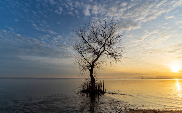 istock A dead tree on the beach at sunrise time. 1314984162