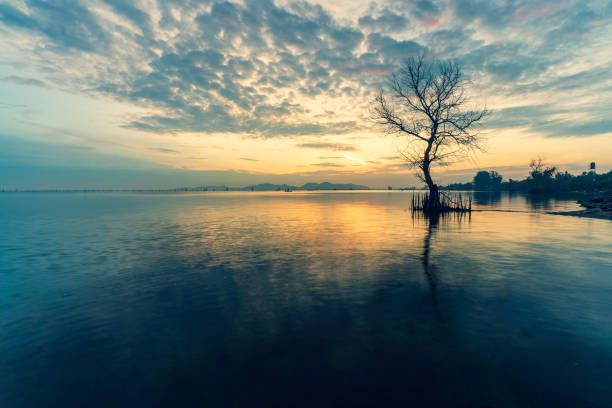 istock A dead tree on the beach at sunrise time. 1314984222