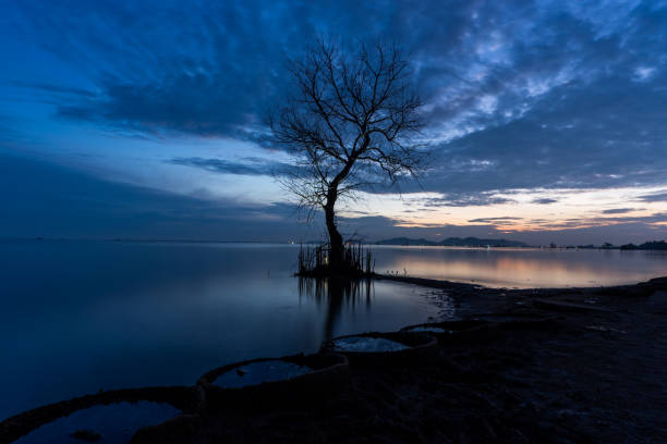 istock A dead tree on the beach at sunrise time. 1314984301