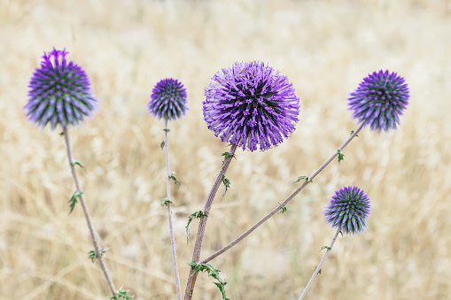 Close up view of a thistle