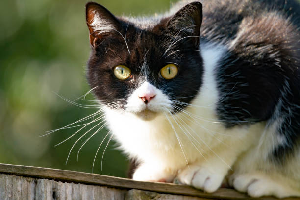 istock Black and white cat on a garden fence 1314985550