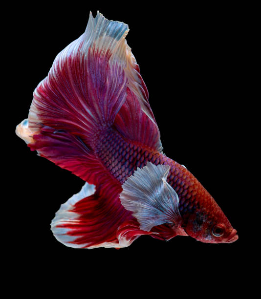 istock Multicolor with main pink and white Siamese betta elephant ear fighting fish swim to move body in fresh water also look aggressive 1314986937