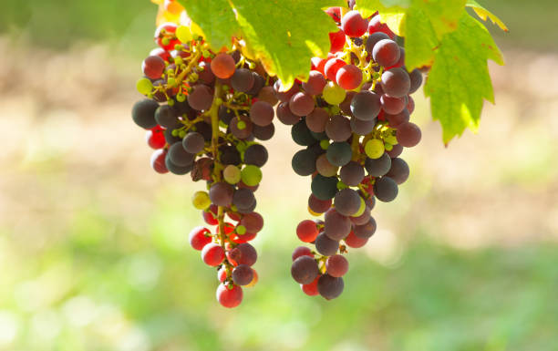 istock Bunch of white grapes hanging 1314988168