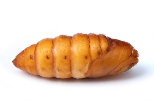 chrysalis silkworm ,silk worm cocoon on white background