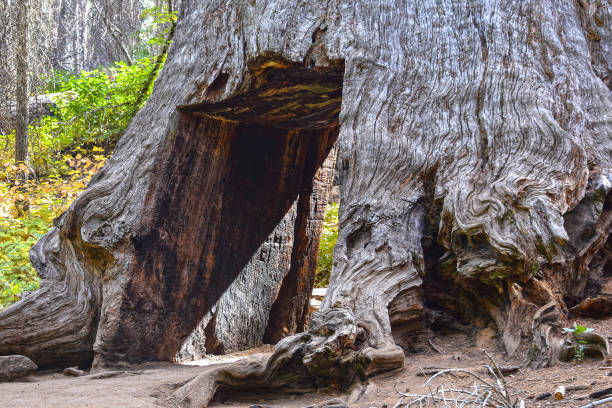 Giant Sequoia tree at Tuolumne Grove in Yosemite National Park, California, USA.\