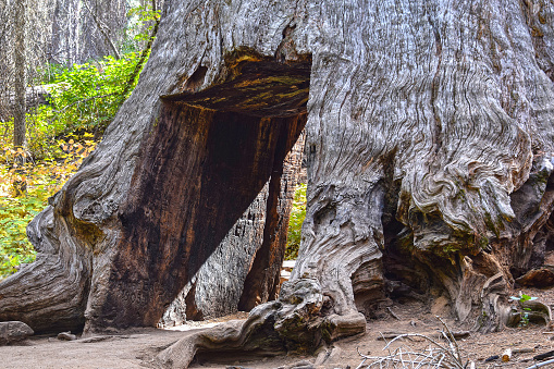 Giant Sequoia tree, Yosemite National Park, USA