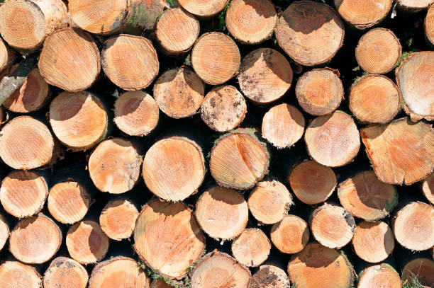 Pine pattern on an English countryside walk, England, UK Pine tree trunk end grain patterns in felled timber on an English countryside walk in Springtime when colourful wild flowers bloom in profusion and farm life thrives in the fresh green landscape , England, UK pine wood grain stock pictures, royalty-free photos & images