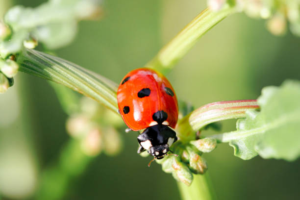 istock Spring Nature background. Green grass with ladybug. Beautiful nature background with morning fresh grass and ladybug. 1314988519
