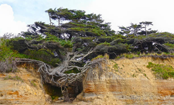 Tree of life, at Kalaloch Tree Root Cave, Olympic National Park, Kalaloch Beach, Forks, WA, USA. The root system of this old sitka spruce (Picea sitchensis) at the coast is exposed due to erosion.\