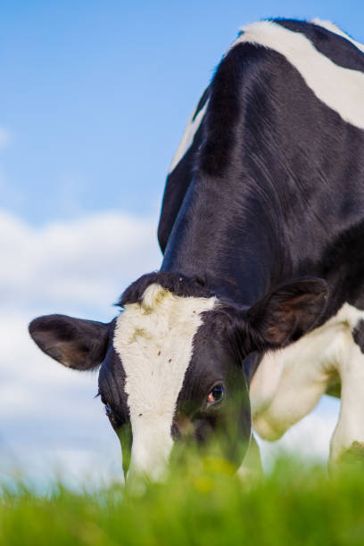 istock Cow eating in the pasture 1314988541