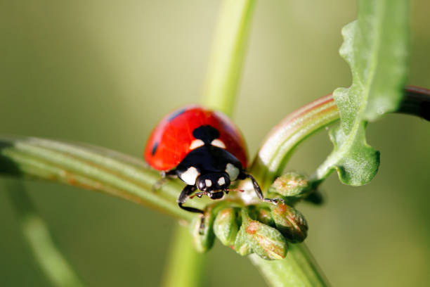 istock Spring Nature background. Green grass with ladybug. Beautiful nature background with morning fresh grass and ladybug. 1314988547