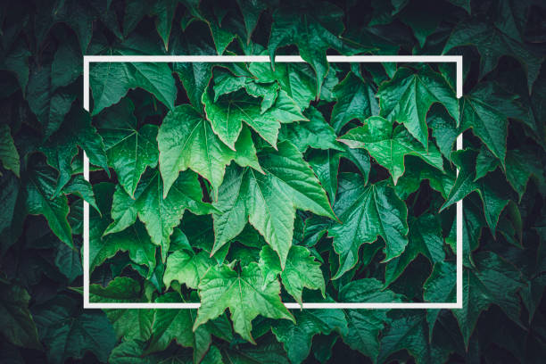 istock Close up of green foliage frame 1314988653