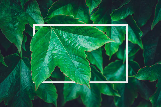 istock Close up of a natural green leaf whith white frame 1314988654