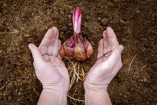Lily Bulb Roots Lily Bulb With Roots In Hands On Ground Ready For Planting Stock Photo ...