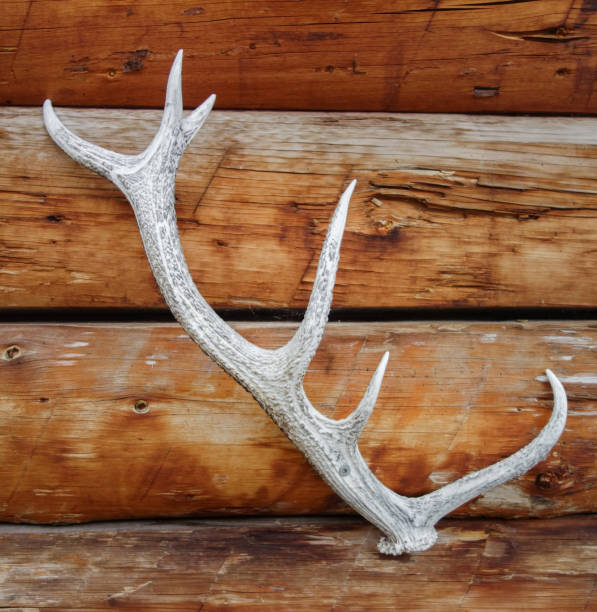 hunter hut with animal skulls as hunting trophies