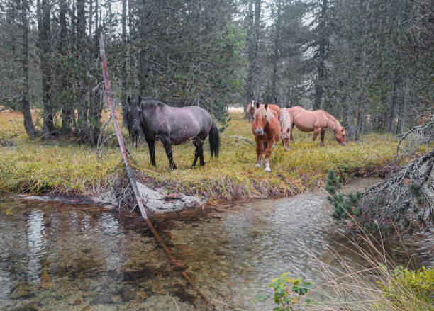 horses drinking in a river in a forest vall daran