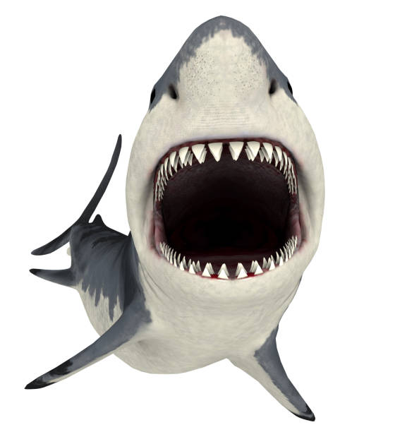 istock Great white shark isolated on white background 1314992540