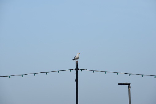 Seagull perched on a post at the end of a beach pier with blue sky background