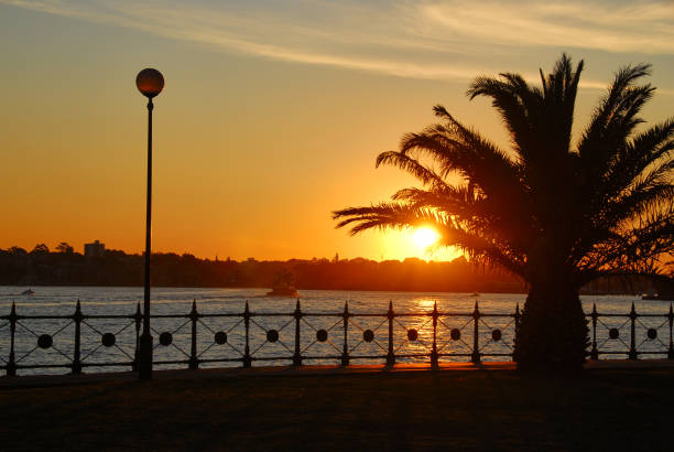 The setting sun silhouettes a large palm tree as a Sydney Harbour Ferry continues it's work on a beautiful Australian evening.