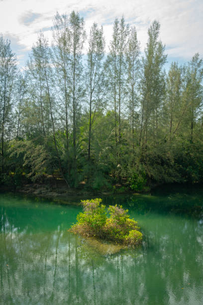 istock Greenery mangrove forest with blue water lake. 1314994499