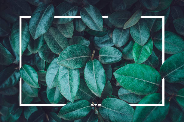 istock Close up of natural green leaves frame 1314994716