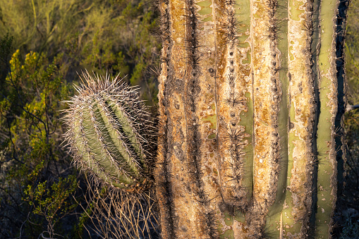 Budding arm of a saguaro cactus, Carnegiea gigantea