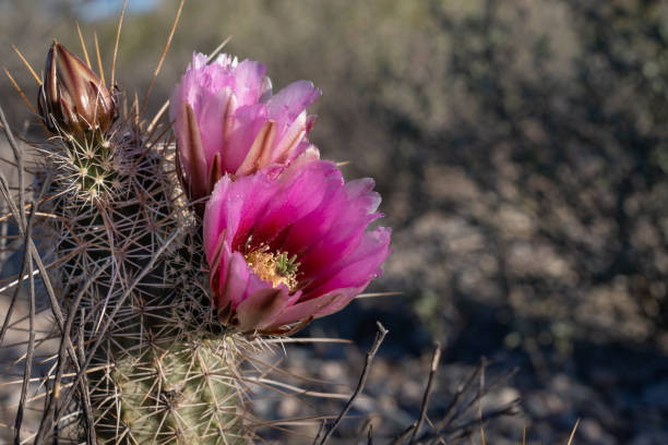 cactus de erizos magenta en flor, echinocereus, flor - organ pipe cactus fotografías e imágenes de stock