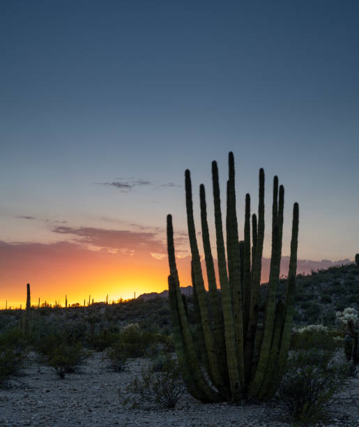 puesta de sol en el monumento nacional organ pipe cactus - organ pipe cactus fotografías e imágenes de stock