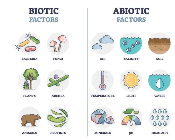 Vector illustration of Biotic and abiotic factors as biological elements division outline diagram