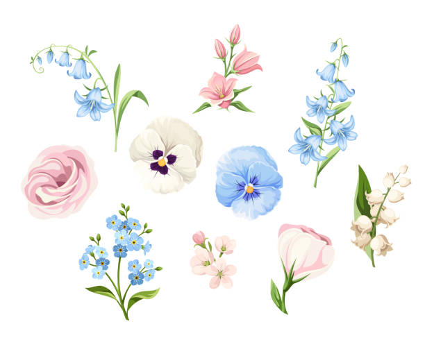 ilustrações, clipart, desenhos animados e ícones de conjunto de flores rosa, azul e branca isoladas em branco. ilustração vetorial. - campanula bluebell flower leaf