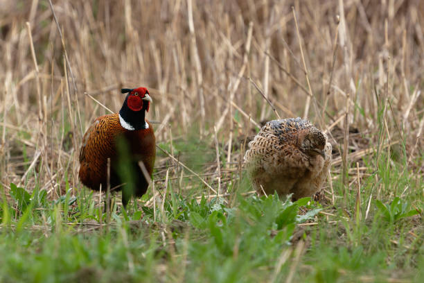 male and female pheasant (Phasianus colchicus)
