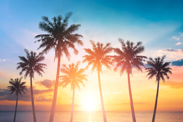 istock Silhouette coconut palm trees on beach at sunset 1314997456