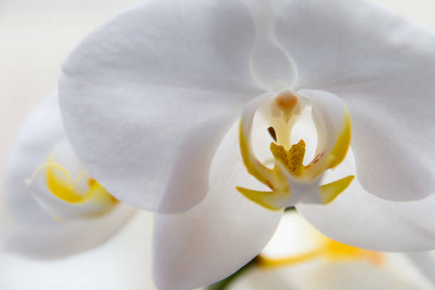 istock A close-up view of a moon orchid 1314998211