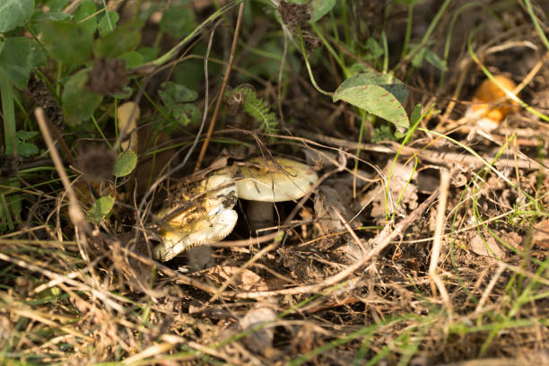 istock Harvesting forest mushrooms from ecologically clean places 1314998997