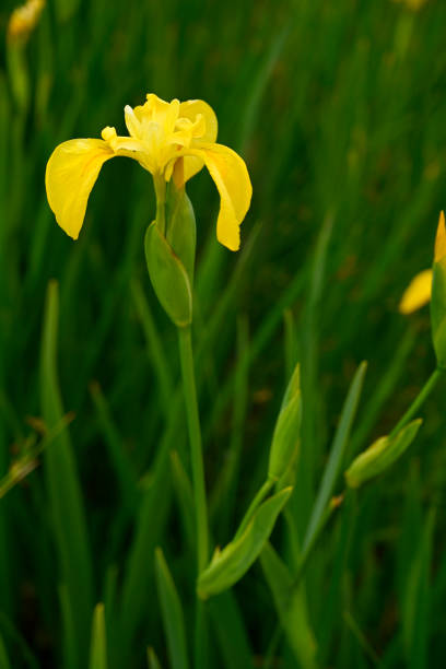 istock Close up flower of yellow iris 1314999392