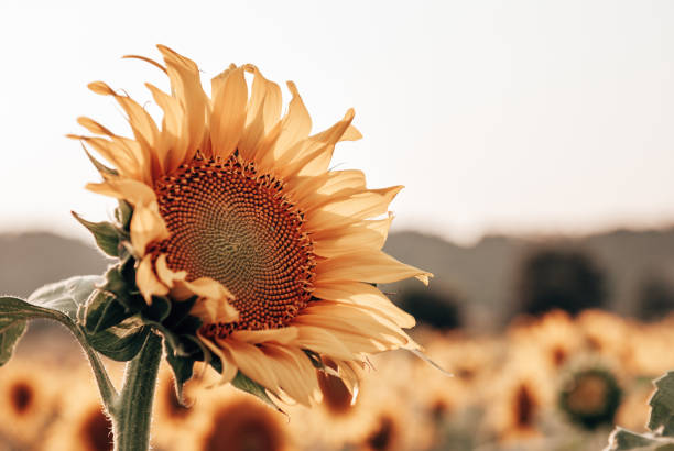 sunflowers portrait
